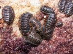 nigrovirescens nigrovirescens