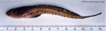 Callionymus maculatus Rafinesque, 1810