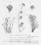 Hydrozoa (hydroids)