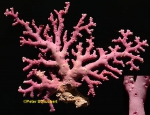 Stylaster roseus (Pallas, 1766)