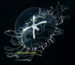 Odessia maeotica (Ostroumoff, 1896): Anthoathecata, Capitata, Moerisiidae Odessia maeotica (Ostroumoff, 1896): Anthoathecata, Capitata, Moerisiidae