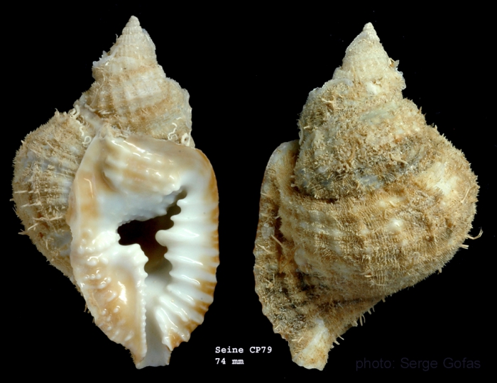 Distorsio perdistorta Fulton, 1938Specimen collected alive on Seine seamount, 33�49'N, 14�23'W, 242-260 m, 'Seamount 1' CP79 (size 74 mm)