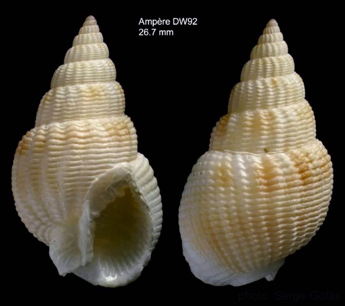 Nassarius denticulatus (Adams A., 1852)Shell from Amp�re seamount, 35�03'N, 12�53'W, 117-129, 'Seamount 1' DW92  (size 26.7 mm)