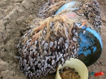 olievat met eendenmossels olievat met eendenmossels