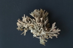 Chartella papyracea Chartella papyracea