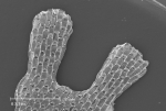 Chartella papyracea Chartella papyracea