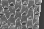 Chartella papyracea Chartella papyracea
