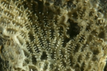 Hincksina flustroides crassispinata Hincksina flustroides crassispinata