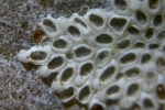 Callopora discreta (Hincks, 1862) Callopora discreta (Hincks, 1862)