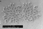 Callopora discreta (Hincks, 1862) Callopora discreta (Hincks, 1862)