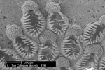 Callopora discreta (Hincks, 1862) Callopora discreta (Hincks, 1862)