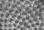 Callopora dumerilii (Audouin, 1826) Callopora dumerilii (Audouin, 1826)
