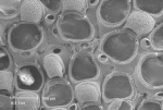 Callopora dumerilii (Audouin, 1826) Callopora dumerilii (Audouin, 1826)