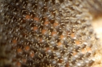 Callopora lineata (Linnaeus, 1767) Callopora lineata (Linnaeus, 1767)