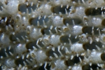Callopora lineata (Linnaeus, 1767) Callopora lineata (Linnaeus, 1767)