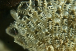 Callopora rylandi Bobin & Prenant, 1965 Callopora rylandi Bobin & Prenant, 1965
