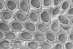 Crassimarginatella solidula (Hincks, 1860) Crassimarginatella solidula (Hincks, 1860)