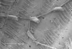 Beania mirabilis Johnston, 1840 Beania mirabilis Johnston, 1840