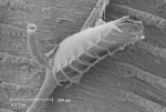 Beania mirabilis Johnston, 1840 Beania mirabilis Johnston, 1840