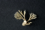 Caberea boryi (Audouin, 1826) Caberea boryi (Audouin, 1826)