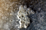 Setosella vulnerata (Busk, 1860) Setosella vulnerata (Busk, 1860)