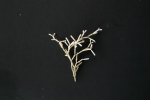 Cellaria salicornioides Lamouroux, 1816 Cellaria salicornioides Lamouroux, 1816