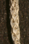 Cellaria salicornioides Lamouroux, 1816 Cellaria salicornioides Lamouroux, 1816