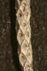 Cellaria salicornioides Lamouroux, 1816