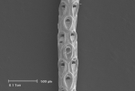 Cellaria salicornioides Lamouroux, 1816 Cellaria salicornioides Lamouroux, 1816