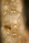 Cellaria fistulosa (Linnaeus, 1758) Cellaria fistulosa (Linnaeus, 1758)