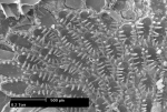 Cauloramphus spiniferum (Johnston, 1832) Cauloramphus spiniferum (Johnston, 1832)