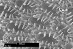 Cauloramphus spiniferum (Johnston, 1832) Cauloramphus spiniferum (Johnston, 1832)