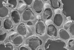 Parellisina curvirostris (Hincks, 1862) Parellisina curvirostris (Hincks, 1862)