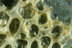 Parellisina curvirostris (Hincks, 1862) Parellisina curvirostris (Hincks, 1862)
