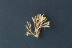 Scrupocellaria scrupea Busk, 1852 Scrupocellaria scrupea Busk, 1852