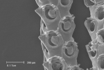 Scrupocellaria scrupea Busk, 1852 Scrupocellaria scrupea Busk, 1852