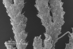 Scrupocellaria scrupea Busk, 1852 Scrupocellaria scrupea Busk, 1852
