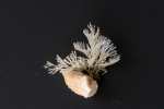 Bugula avicularia (Linnaeus, 1758), specimen from Le Conquet, France, 2000 Bugula avicularia (Linnaeus, 1758), specimen from Le Conquet, France, 2000