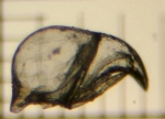 Bugula avicularia (Linnaeus, 1758) Bugula avicularia (Linnaeus, 1758)