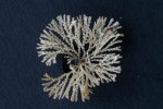 Bugula fulva Ryland, 1960, specimen from Trébeurden marina, France, 2002