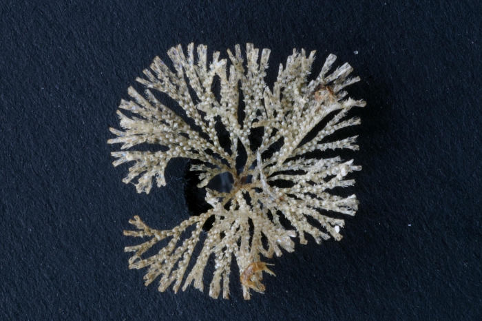 Bugula fulva Ryland, 1960, specimen from Tr�beurden marina, France, 2002