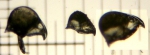 Bugula fulva Ryland, 1960 Bugula fulva Ryland, 1960