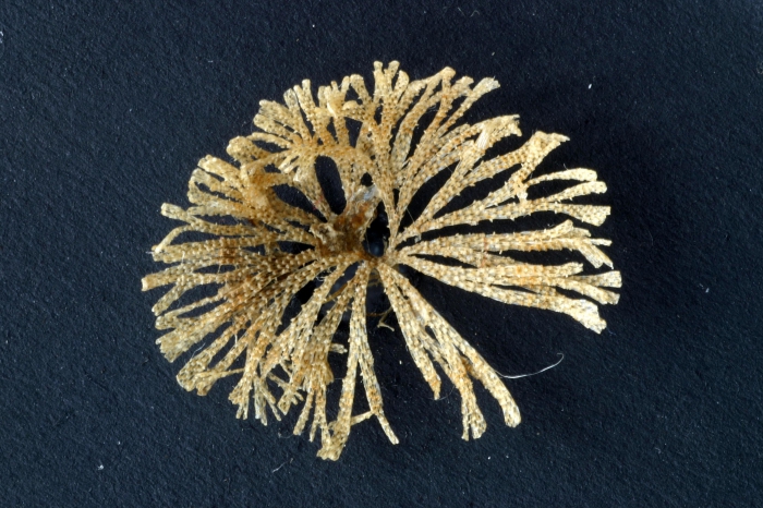 Bugula simplex Hincks, 1886, specimen from Tr�beurden marina, France, 2002
