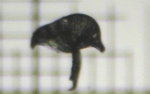 Bugula simplex Hincks, 1886 Bugula simplex Hincks, 1886