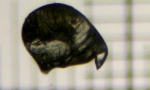 Bugula turbinata Alder, 1857 Bugula turbinata Alder, 1857