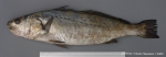 Argyrosomus regius (Asso, 1801)