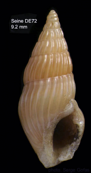 Crassopleura maravignae (Bivona, 1838)Shell from Seine seamount, 33�45'N, 14�21'W, 165 m, 'Seamount 1' DE72 (actual size 9.2 mm)