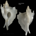Pterynotus atlantideus Bouchet & Warén, 1985Specimen from Hyères seamount, 31°30.0'N, 28°59.5'W, 300-310 m, 'Seamount 2' DW 188 (actual size 14 mm)