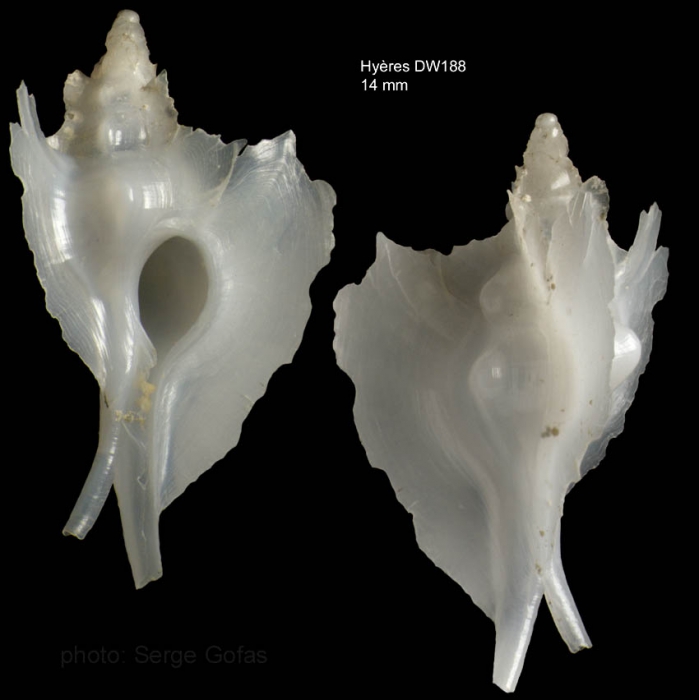 Pterynotus atlantideus Bouchet & War�n, 1985Specimen from Hy�res seamount, 31�30.0'N, 28�59.5'W, 300-310 m, 'Seamount 2' DW 188 (actual size 14 mm)