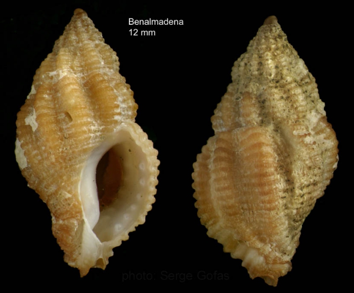 Ocinebrina aciculata (Lamarck, 1822)Specimen from Benalm�dena, S. Spain (actual size 12 mm)